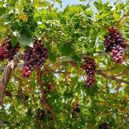 Vitis Vinifera Tranditional